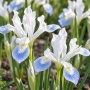 Iris Frozen Planet 