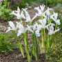 Iris Frozen Planet 