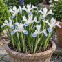 Iris Frozen Planet 