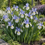 Iris Hollandica Silver Beauty