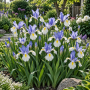 Iris Hollandica Silver Beauty