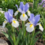 Iris Hollandica Silver Beauty