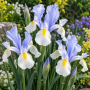 Iris Hollandica Silver Beauty