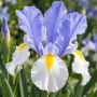 Iris Hollandica Silver Beauty
