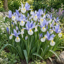 Iris Hollandica Silver Beauty