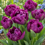 Lalea Purple Peony 
