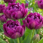 Lalea Purple Peony 