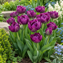 Lalea Purple Peony 
