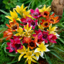 Lalele botanice Mixed