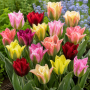 Lalele viridiflora Mixed