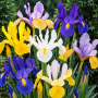Iris Hollandica Mixed