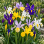 Iris Hollandica Mixed