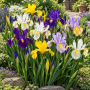 Iris Hollandica Mixed