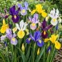 Iris Hollandica Mixed