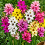 Ixia Mixed