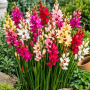 Ixia Mixed
