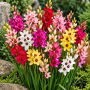Ixia Mixed