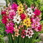 Ixia Mixed