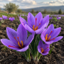 Crocus de toamna Sativus (SAFFRON)