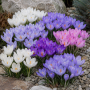 Crocus de toamna mix