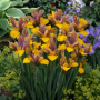 Iris Hollandica Bronze Beauty