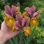 Iris Hollandica Bronze Beauty