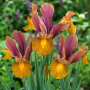 Iris Hollandica Bronze Beauty