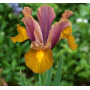Iris Hollandica Bronze Beauty