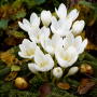 Crocus de toamna Speciosus Alba