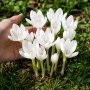 Crocus de toamna Speciosus Alba