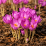 Crocus de toamna Zonatus