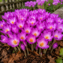 Crocus de toamna Zonatus