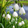 Leucojum Aestivum