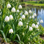 Leucojum Aestivum