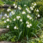 Leucojum Aestivum