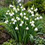 Leucojum Aestivum