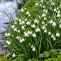 Leucojum Aestivum