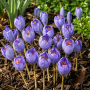 Crocus de toamna speciosus 