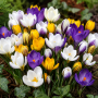 Crocus botanic Species Mixed