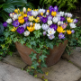 Crocus botanic Species Mixed