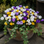 Crocus botanic Species Mixed