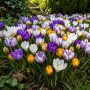 Crocus botanic Species Mixed