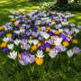Crocus botanic Species Mixed