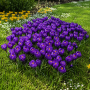 Crocus cu floare mascata Flower Record