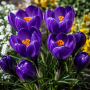Crocus cu floare mascata Flower Record