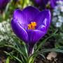 Crocus cu floare mascata Flower Record