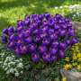Crocus cu floare mascata Flower Record