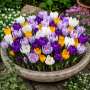 Crocus cu floare mare Mixed