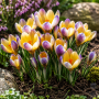 Crocus Advance 