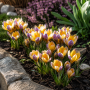 Crocus Advance 